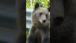 Bear On Transfagarasan road In Transylvania