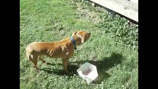 AriYo Gets the Next Part of Her SARF Diet Meal for Today (6/7/24)