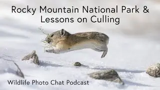 Rocky Mountain National Park and Culling - Wildlife Photo Chat Video