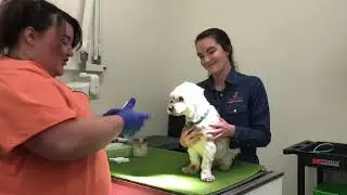 How to clean your dog&rsquo;s ears | Montgomery Village Veterinary Clinic