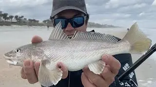 SHARKS TEETH & BULL WHITING HUNT