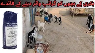 Gripe water use in baby kids || bakri k bachon main gripe water ka istimal || goat baby care tips ||