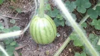 SMALL FARM WATER MELON