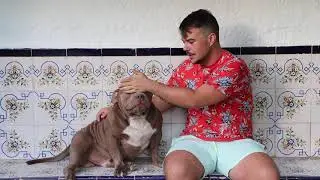 AMERICAN BULLY//POCKET EXTREME// 😍KANT 😍 Primera parte