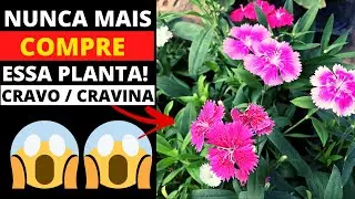 🔴 NUNCA MAIS COMPRE MUDA CRAVO [CRAVINA] SEM SABER DISSO! 😱