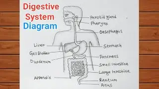 How to Draw Human Digestive System Diagram Easily / Human Alimentary Canal Diagram