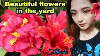 Beautiful flowers in the yard | Indahnya bunga di halaman rumah