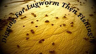 Bait Digging Lugworm Then Fishing!!! #fishing #bait #lugworm