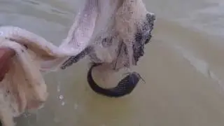 Cambodia net fishing - net fishing at pailin province - tranfitional fishing (part 2)