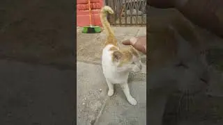 Cat at BHU 200 GB