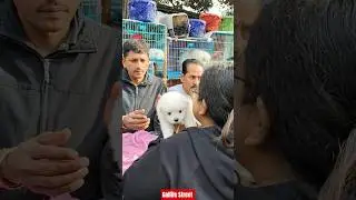 Pet Market Kolkata 😍/lowest price puppy dog/Gallif Street dogs #shorts #viral #dog #dogs #doglover
