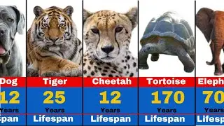Animals With The Longest and Shortest Lifespan