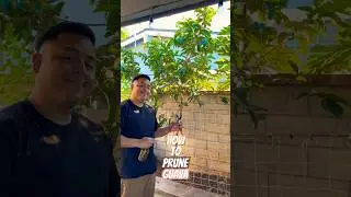 Как обрезать гуаву #гуава #дерево #садоводство #короткая #обрезка #как #youtube #сад #растения #в...