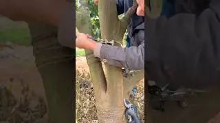 Professional Tree Girdling Technique #farmingskills @HappyFarm85