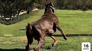 Best of Doberman: The Super Intelligent Dog ever!!!