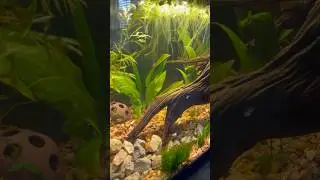 &ldquo;Fungal Disaster Strikes Cherry Shrimp Habitat: Road to Recovery&rdquo; #cherryshrimp #fish #aquariumcoop