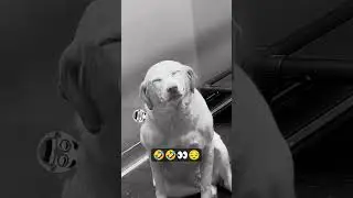 #fun 　　　shorts #funny #fyp #funny #facts #fish #smartphone #vip #vir video &yen;&trade;#football #$#SʜᴜʙʜᴀᴍGᴀᴍ