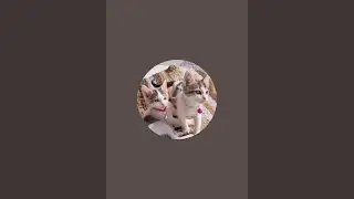 Enjoying with my kittens 😸