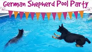 German Shepherds Crash Pool Party Fun Play Day @ Prufenpuden Farms
