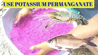 Use potassium permanganate(KMnO4) in fish and Shrimp Culture #ajfarmer #fish #shrimp #youtubevideo 