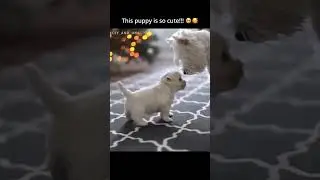 This cute puppy has so much energy 😍🥺