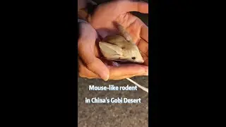 Meet long-eared jerboa in China's Gobi Desert