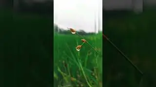 beautiful parts of nature, rice field,wild flowers, dew drops,nature
