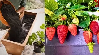 A Melhor Terra para cultivar Morangos Orgânicos em vaso FAÇA você mesmo a sua!
