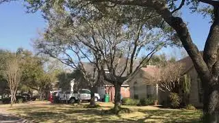 Live Oak Tree 🌲 Trimmed so Beautiful