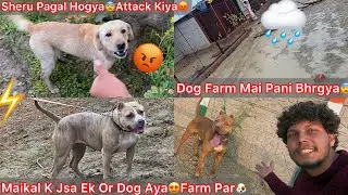Sheru Pagal Hogya Mera Upper He Attack Krdea😨|| Ek Or New Pitbull Dog Aya🐶Same Maikal K Jsa🔥