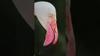 🦩Famingo#Flamingo#Flamingos#FlamingoLove