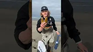 Eating raw razor clam