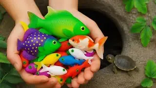 Amazing Aquarium Fish Found in a Small Pond baby turtles, eel, frog, pencil fish, guppies, nemo fish