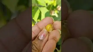 AUNT MOLLY'S GROUND CHERRIES!?! ARE THEY PET SAFE?! SHOULD I EAT GREEN ONES?!? #gardeningtips