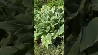 Красивая хоста #хоста #красиваяхоста #многолетники #зеленыйсад #сад #garden #gardening #plants
