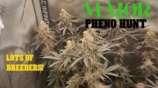 Pheno Hunt | Cookies | Square1 | CopyCat Genetix | Seed Junky! | Exotic Genetix |  Finding the Fire!