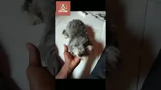 C.D.T DOG