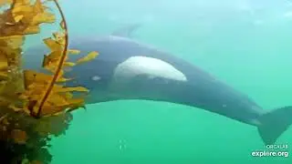 Orca Cam   Strider Rubbing Beach Underwater Camera   Explore org   Google Chrome 2022 08 20 23 31 34