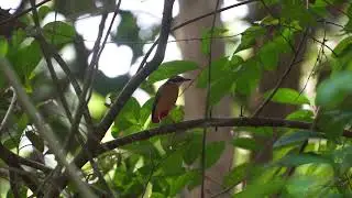 Indian Pitta Tail Wag