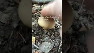 Finding Lycoperdon Puffballs &ldquo;Wolf Farts&rdquo; in Vermont