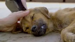 Get to Know IFAW's Work