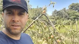 QUE PRODUÇÃO FOI ESSA#sitio #agro  #plantas