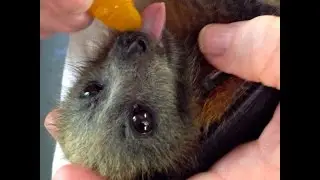 Who peed on me?  Lilibat???