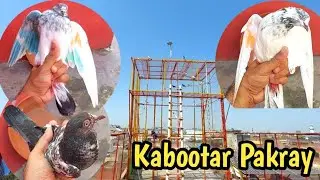 3 Kabootar Pakray | Bohat Shandar | Hashim Mahmood Pigeons 