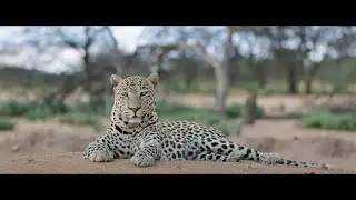 AfriCat 2024