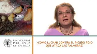 &iquest;C&oacute;mo luchar contra el picudo rojo que ataca las palmeras?