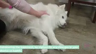 Ultimate Guide to Panacur for Dogs: Dosage, Effectiveness, and Side Effects Explained