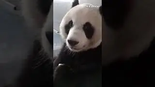 超话痨熊猫金虎来啦 Panda Jin hu,Miao yin video collection,So cute