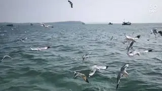 Wandering SeaBirds || Feasting || Personalife