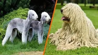 Top 10 Most Unique Dog Breeds in the World